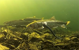lake trout swimming with sea lamprey attached to them