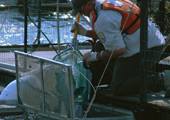 Fish Wheel Sea Lamprey Trap