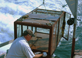 Checking Sea Lamprey Trap