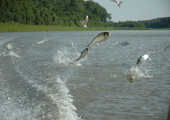 Asian Carp Jumping in Boat Wake