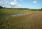 Cheboygan Wetland 