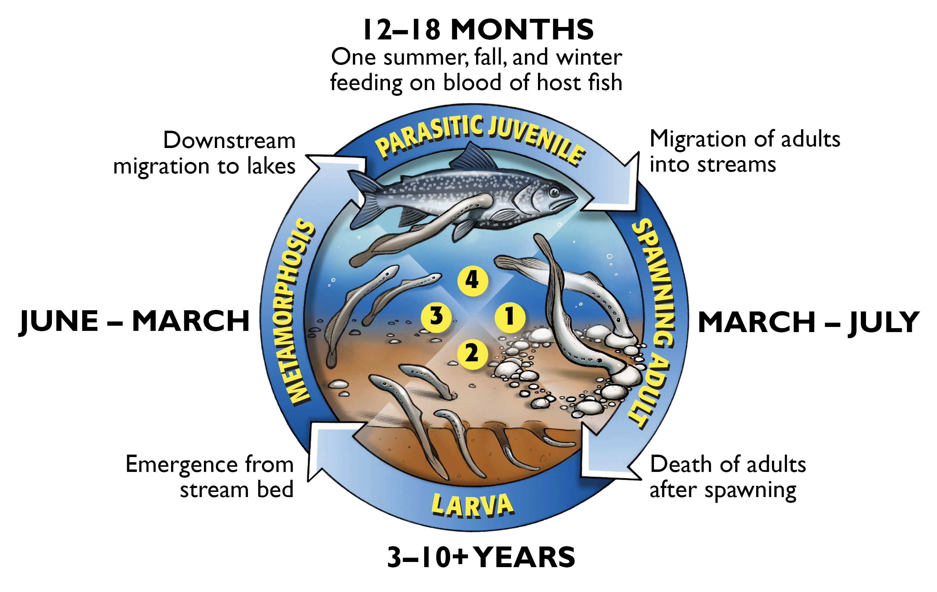 Great Lakes Fishery Commission - Sea Lamprey Lifecycle