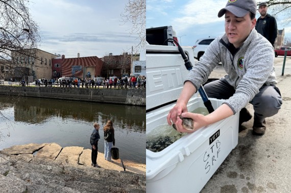 Composite image showing a crowd gathered along a riverwalk watching a fish release event (left), and a fisheries worker kneeling beside a cooler and holding a fish during a public demonstration (right).
