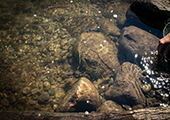 Sturgeon Release